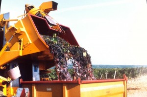 Haute Serre harvest time