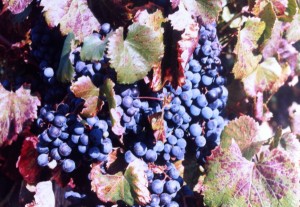 Haute Serre malbec grapes