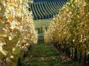 SANYO DIGITAL CAMERA