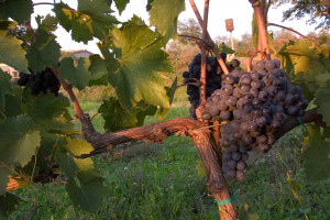 Reg's Wine Blog - photo 38.12